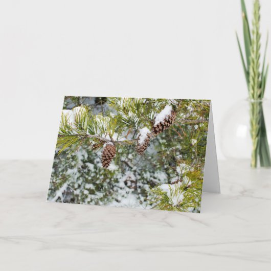 マツ円錐形の休日カード シーズンカード (正面)