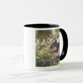 マツ円錐形2を食べているリス マグカップ (正面右)