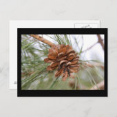 マツ円錐形 ポストカード (正面/裏面)