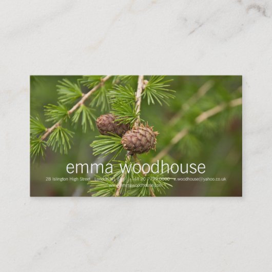 マツ円錐形 名刺 (正面)