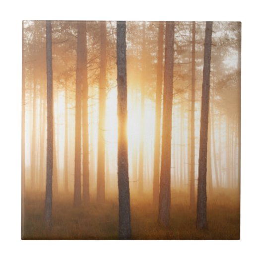 マツ森林景色 タイル (正面)