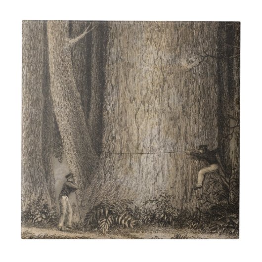 マツ森林、オレゴン タイル (正面)