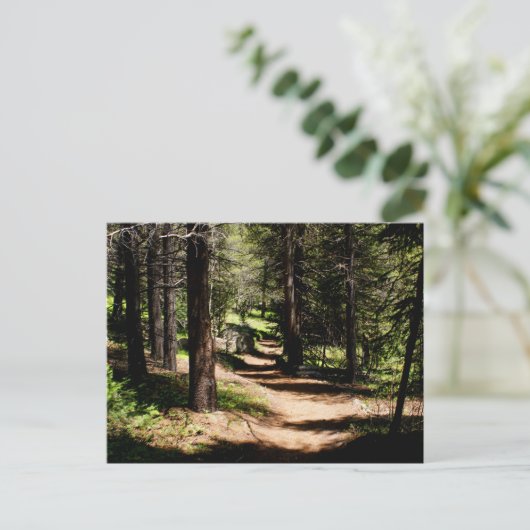 マツ郵便はがき-冬公園COの近くでハイキングします ポストカード (スタンド正面)