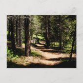 マツ郵便はがき-冬公園COの近くでハイキングします ポストカード (正面)