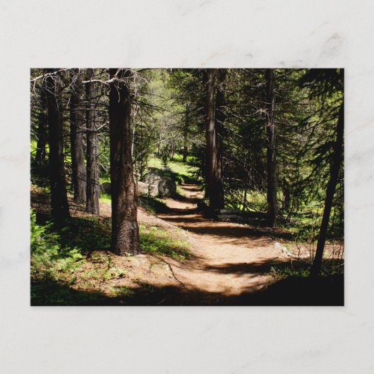 マツ郵便はがき-冬公園COの近くでハイキングします ポストカード (正面)