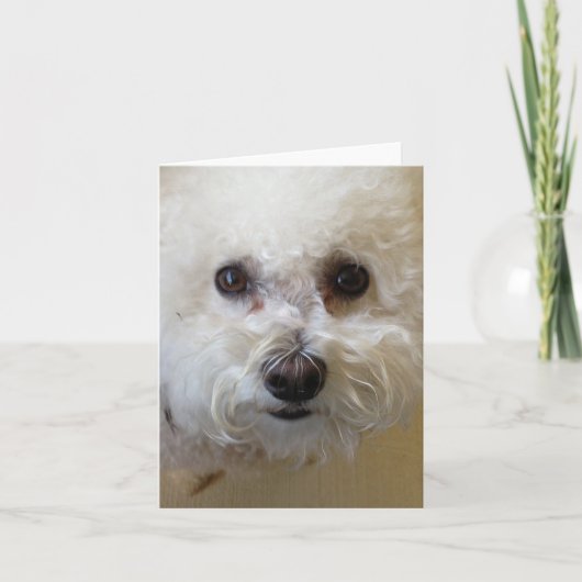 マティ – Bichon Frise NoteCard カード (正面)