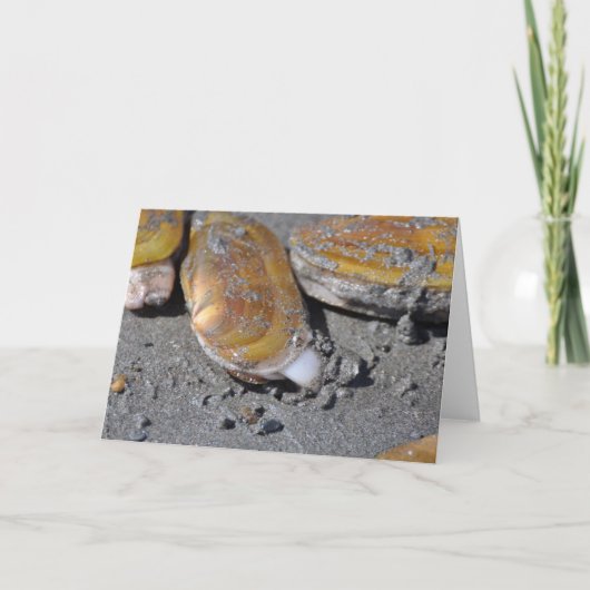 マテガイ カード (正面)