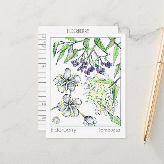 マテリアメディカエルダーベリーハーブ勉強カード ポストカード (正面/裏面インサイチュ)