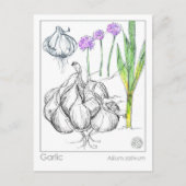 マテリアメディカニンニク植物薬草ハバル勉強カード ポストカード (正面)
