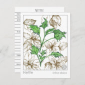 マテリアメディカネトル薬草ハーブ勉強 ポストカード (正面/裏面)