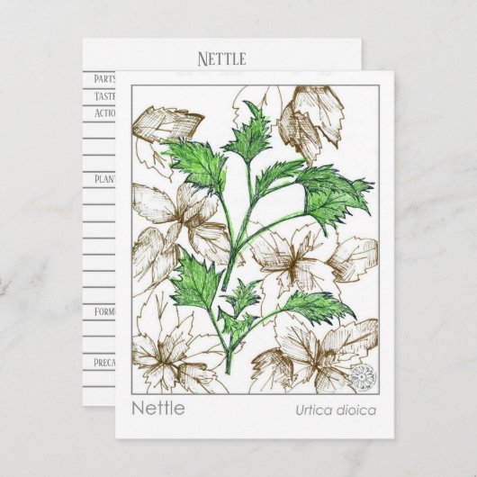 マテリアメディカネトル薬草ハーブ勉強 ポストカード (正面/裏面)
