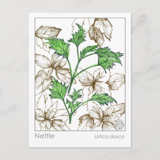 マテリアメディカネトル薬草ハーブ勉強 ポストカード (正面)