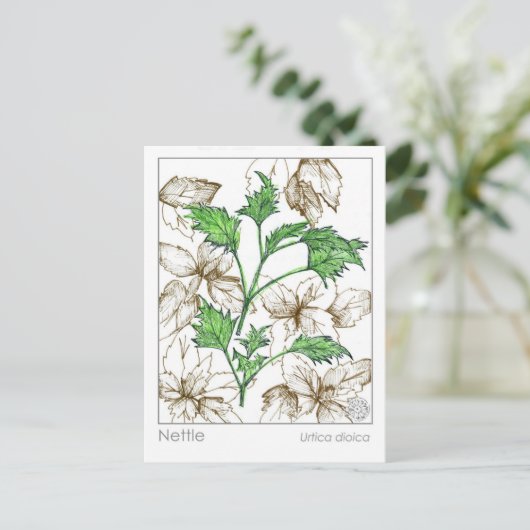 マテリアメディカネトル薬草ハーブ勉強 ポストカード (スタンド正面)