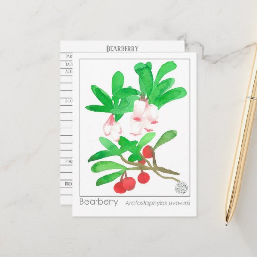 マテリアメディカハーブ勉強カードベアーベリー ポストカード (正面/裏面インサイチュ)