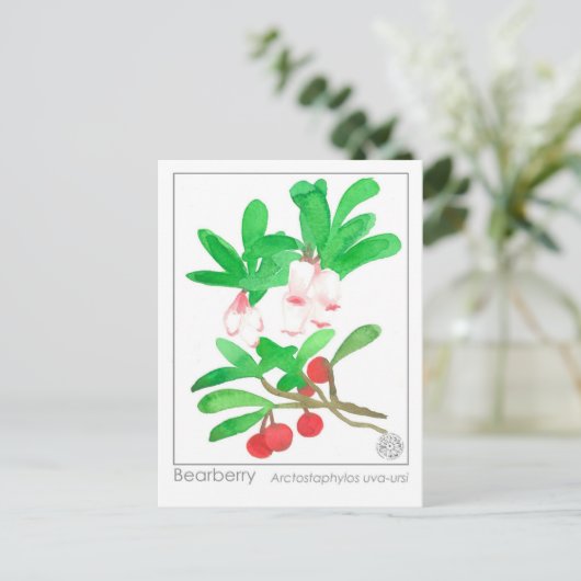 マテリアメディカハーブ勉強カードベアーベリー ポストカード (スタンド正面)
