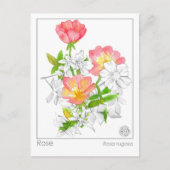 マテリアメディカバラフラワープラントハバル勉強カード ポストカード (正面)