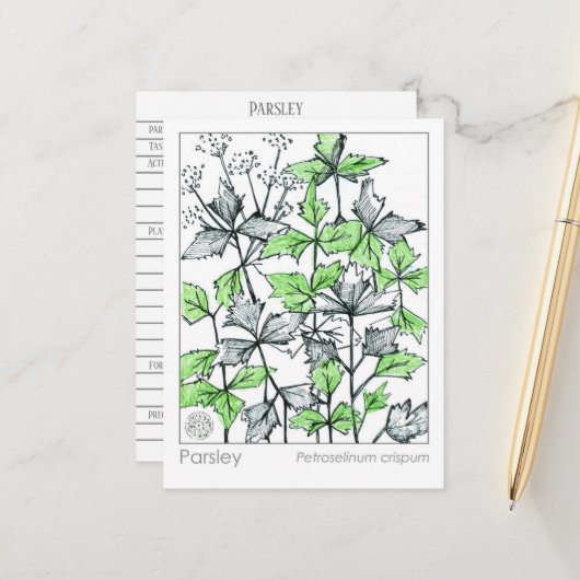 マテリアメディカパセリースパイスハーブ勉強カード ポストカード (正面/裏面インサイチュ)