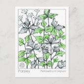 マテリアメディカパセリースパイスハーブ勉強カード ポストカード (正面)