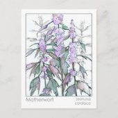 マテリアメディカマザーウォートハーブカード ポストカード (正面)