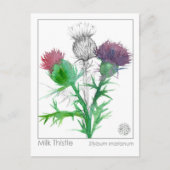 マテリアメディカミルクティスルハーブ勉強カード ポストカード (正面)