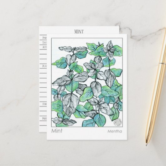 マテリアメディカミントティープラントハーブ勉強カード ポストカード (正面/裏面インサイチュ)