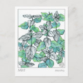 マテリアメディカミントティープラントハーブ勉強カード ポストカード (正面)