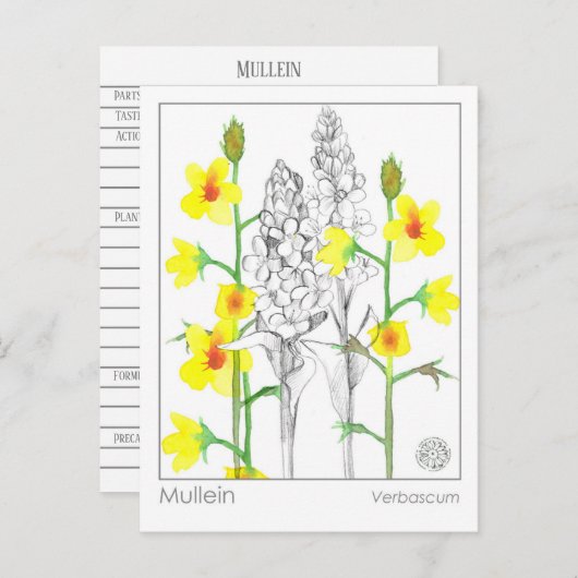 マテリアメディカムレイン薬草勉強カード ポストカード (正面/裏面)