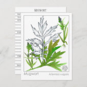 マテリアメディカヨモギ薬草勉強カード ポストカード (正面/裏面)