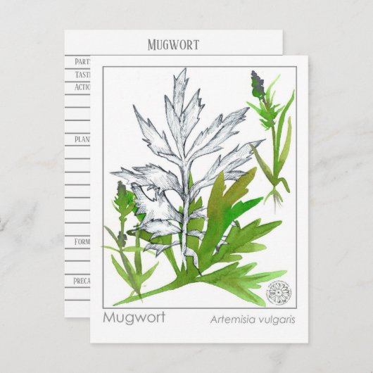 マテリアメディカヨモギ薬草勉強カード ポストカード (正面/裏面)