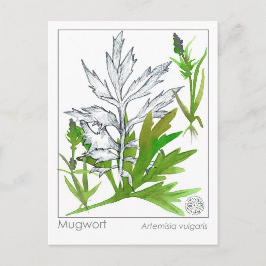 マテリアメディカヨモギ薬草勉強カード ポストカード (正面)