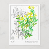 マテリアメディカループラントハバル勉強カード ポストカード (正面)