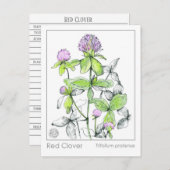 マテリアメディカレッドクローバープラントハーブ勉強カード ポストカード (正面/裏面)