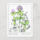 マテリアメディカレッドクローバープラントハーブ勉強カード ポストカード (正面)