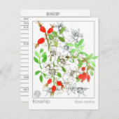 マテリアメディカローズヒッププラントハーブ勉強カード ポストカード (正面/裏面)