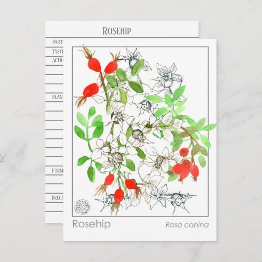 マテリアメディカローズヒッププラントハーブ勉強カード ポストカード (正面/裏面)