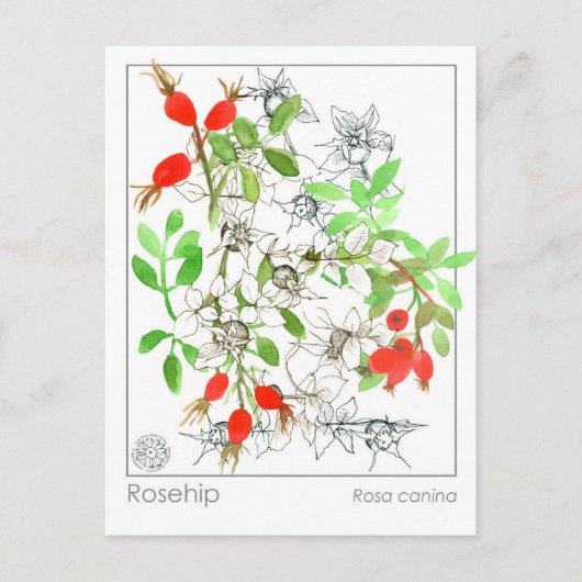 マテリアメディカローズヒッププラントハーブ勉強カード ポストカード (正面)