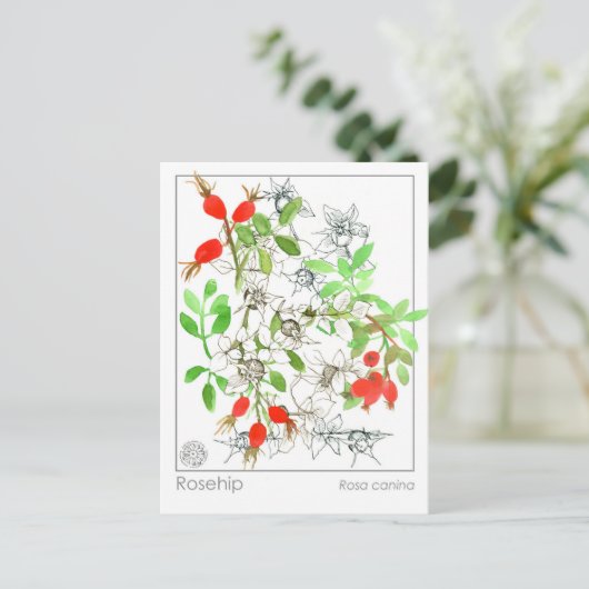 マテリアメディカローズヒッププラントハーブ勉強カード ポストカード (スタンド正面)