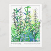マテリアメディカローズマリープラントハバル勉強カード ポストカード (正面)