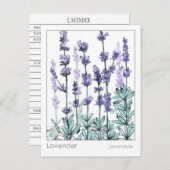 マテリア・メディカ ラベンダー フラワーズ ハーブ学習カード ポストカード (正面/裏面)