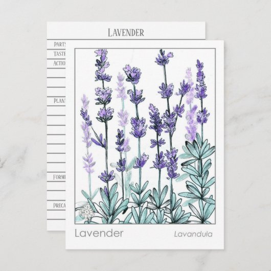 マテリア・メディカ ラベンダー フラワーズ ハーブ学習カード ポストカード (正面/裏面)