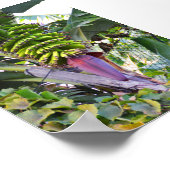 マデイラのバナナツリー ポスター (角)