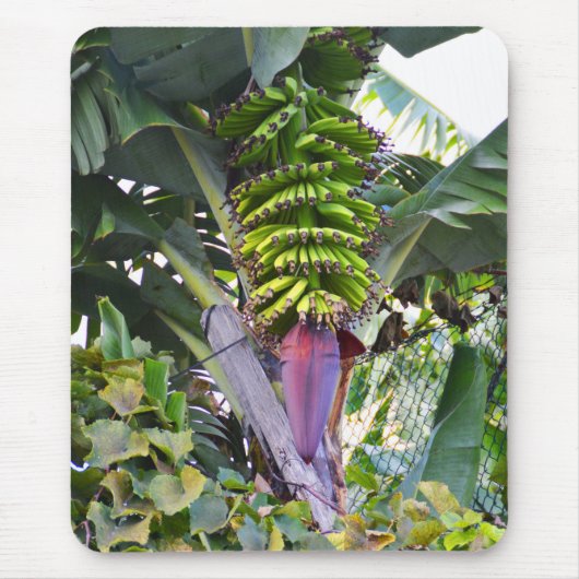 マデイラのバナナツリー マウスパッド (正面)