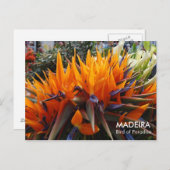 マデイラ・バードオブパラダイス ポストカード (正面/裏面)