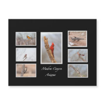 マデラ・キャニオン・アリゾナの鳥