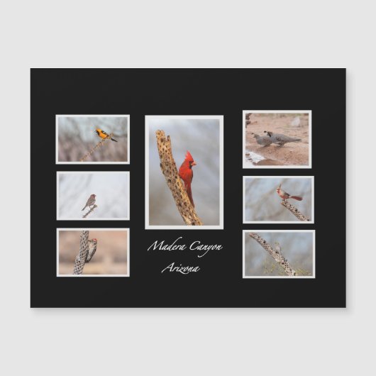 マデラ・キャニオン・アリゾナの鳥 (正面)