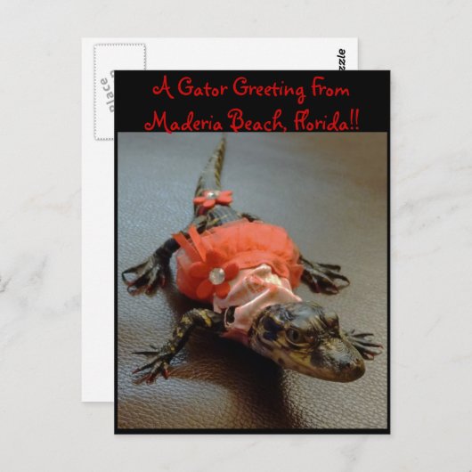 マデリアビーチ、フロリダゲーターグリーティングポストカード ポストカード (正面/裏面)