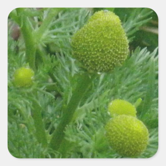 マトリカリア・マトリカロイデス・カモミール スクエアシール (正面)