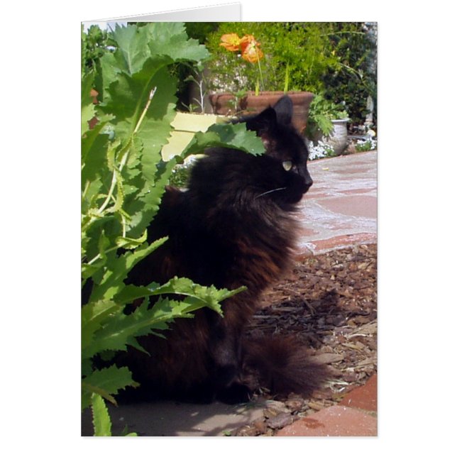 マドリン葉が多いカード (正面)