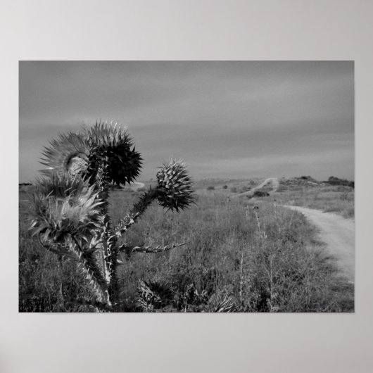 マドリードの夏のアザミ ポスター (正面)