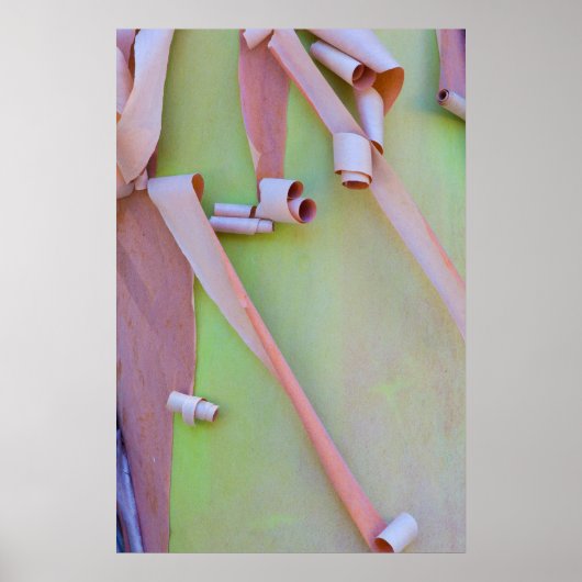 マドロンツリーバーク抽象芸術 ポスター (正面)